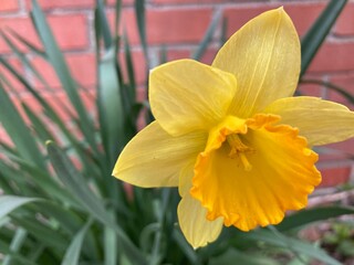 yellow daffodil in spring