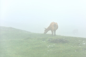 A cow eats grass in thick fog on a green meadow. Cows in a meadow at fog