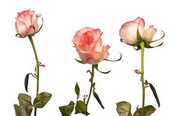 Pink and white  beautiful rose isolated on a white background.