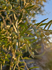 Close-up of green olives growing on a sunlit olive tree branch against a clear blue sky. The...
