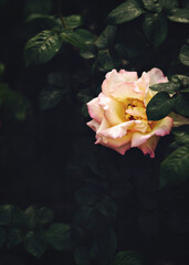 Beautiful roses blooming in spring garden. 