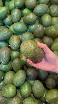 Hand picking an avocado from a pile of fresh avocados
