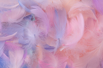 Colorful feather background, top view.