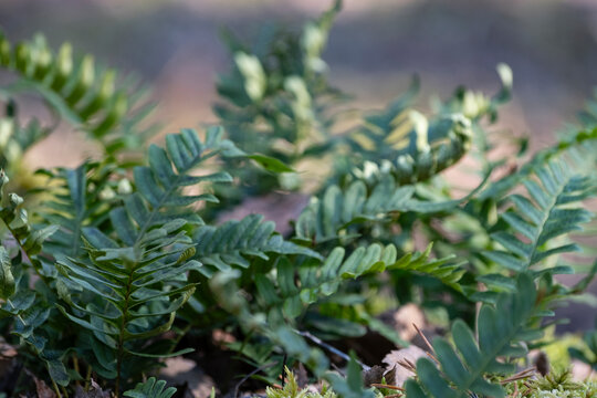 Fern Polypodium vulgare grows in the wild on a rock in the woods