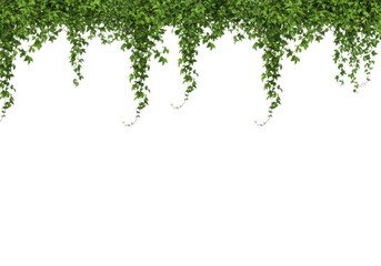 Naklejka premium Stock photo of green vines hanging isolated on white backdrop isolated on white background