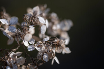 Spring day. The hydrangea macrophylla inflorescence which remained from last year. Interesting dry...