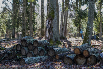logs of firewood in Latvia countryside cemetery