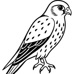 Minimal American Kestrel Vector Illustration on White Background