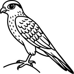 Minimal American Kestrel Vector Illustration on White Background