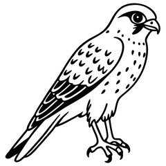Minimal American Kestrel Vector Illustration on White Background
