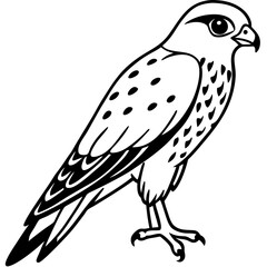 Minimal American Kestrel Vector Illustration on White Background