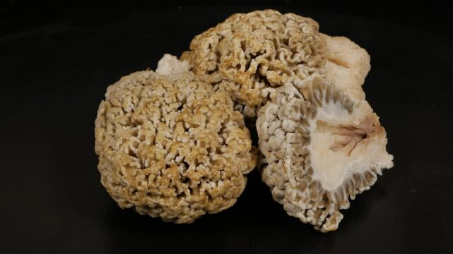 Morel mushrooms rotating on a black background. Close-up.