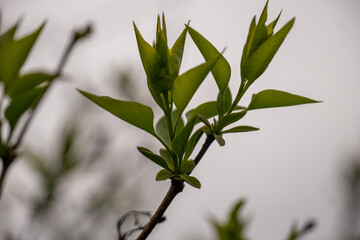 Fresh green leaves sprouting on tree branch in early spring. Macro shot of young foliage against neutral background. Springtime renewal and nature growth concept for design and print