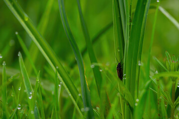 Nature's detail. A close-up of an insect on grass, highlighting the small wonders around us.