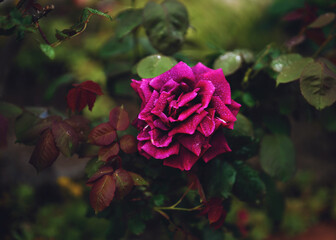 Beautiful roses blooming in spring garden. 