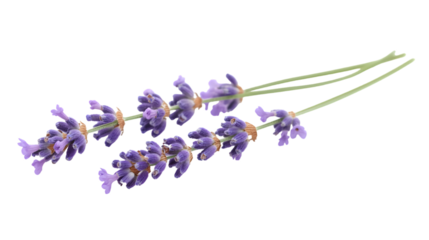 A close up of single lavender flower isolated on white background 