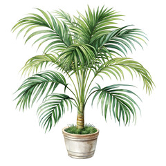 Obraz premium Watercolor palm plant indoor isolated white background