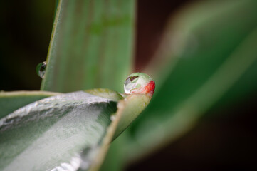 A single water drop on the tip of a green plant leaf