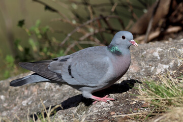 Obraz premium Stock Dove