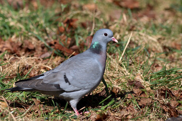 Stock dove