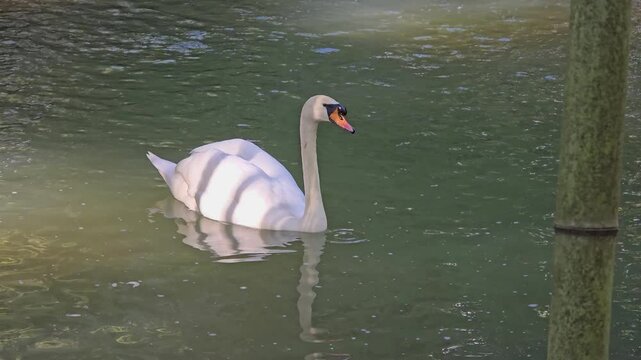 A graceful white swan swims on the water of a pond on a sunny day