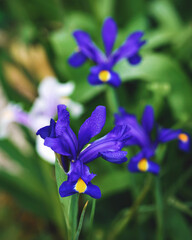 Close up of purple iris flowers in bloom