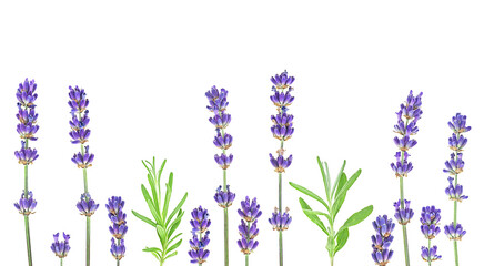 Naklejka premium Beautiful lavender flowers mix isolated on a white background. Branches and green leaves of lavender. Aromatic flowers.