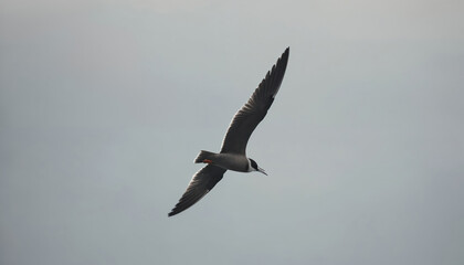 Obraz premium Black tern bird in flight against cloudy sky. Wildlife animal flying with open wings. Birdwatching, ornithology photo of Chlidonias niger. Fauna background.