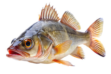 Fototapeta premium Close-up of fish isolated on white background