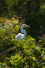 Back lit great egret (Ardea alba) perched in a large bush filled with lush vines against a natural blurry background of forest greenery and foliage