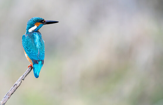 Eisvogel auf dem Ansitz (freigestellt)