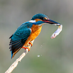 Eisvogel auf dem Ansitz (freigestellt) mit Fisch im Schnabel
