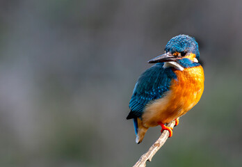 Eisvogel auf dem Ansitz (freigestellt)