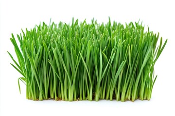 A lush clump of vibrant green grass, freshly sprouted, isolated on white.