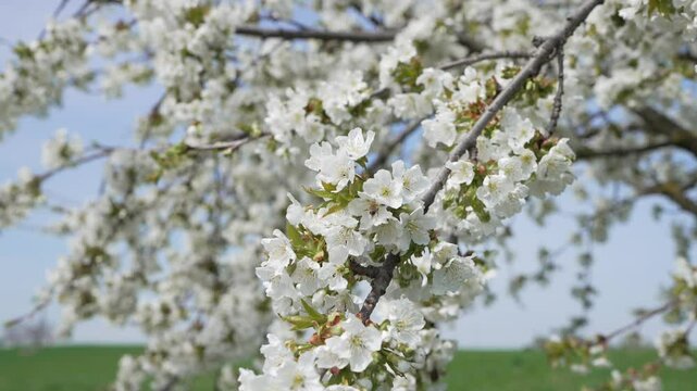 kirschbaum mit bienen in voller wei&szlig;er bl&uuml;te im fr&uuml;hling