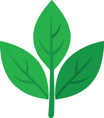 green leaf isolated on white background