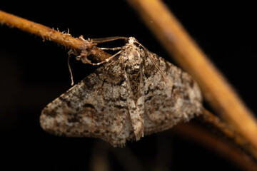 Hibernie grisâtre sur une branche la nuit (Agriopis leucophaearia)