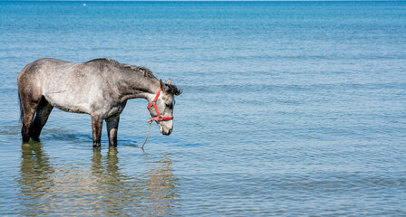 A graceful horse wearing a red halter stands in shallow, calm waters with a clear blue horizon....