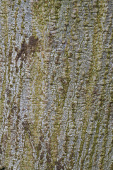 Obraz premium Beautiful close-up of the bark of acacia cornigera