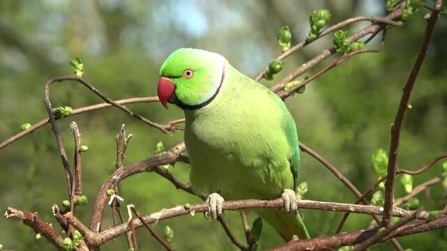 ring necked parakeet (psittacula krameri) sitting on a branch and eating fruits, seen in the wild near D&uuml;sseldorf, Germany