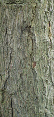 Fototapeta premium Beautiful close-up of the bark of ehretia acuminata