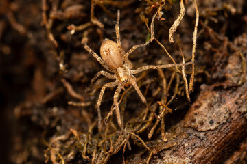 Araignée sur une feuille (Anyphaena accentuata)