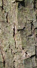 Beautiful close-up of the bark of ptelea trifoliata