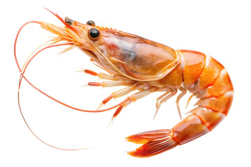 Flying shrimp isolated on white background PNG