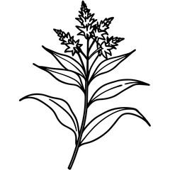 Minimal Goldenrod Flower Vector Illustration on White Background