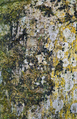 Beautiful close-up of the bark of khaya anthotheca