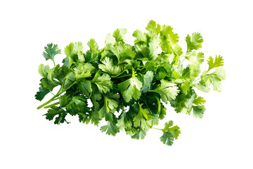 A vibrant bunch of cilantro with lush green leaves isolated on a white transparent background. Perfect for salads, various cooking methods, and healthy, nutritious dishes