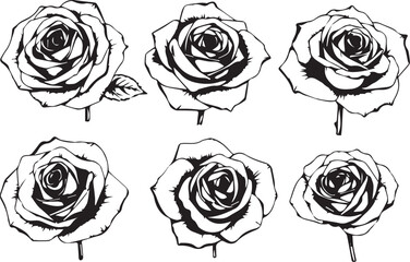 Set of rose flowers. Hand drawn vector illustration	