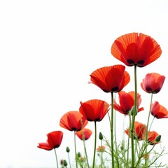 Obraz premium A cluster of scarlet poppies, stems visible, stark white backdrop , poppy seeds, poppy, image