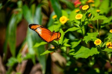 Orange tropical Brazilian butterfly in selective focus
